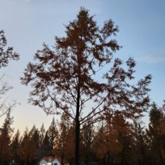 이사 후 동네 적응